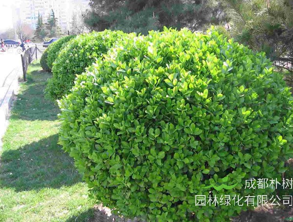 冬青价格-图片-形态特性-生长习性-地理分布-主要价值以及植物文化