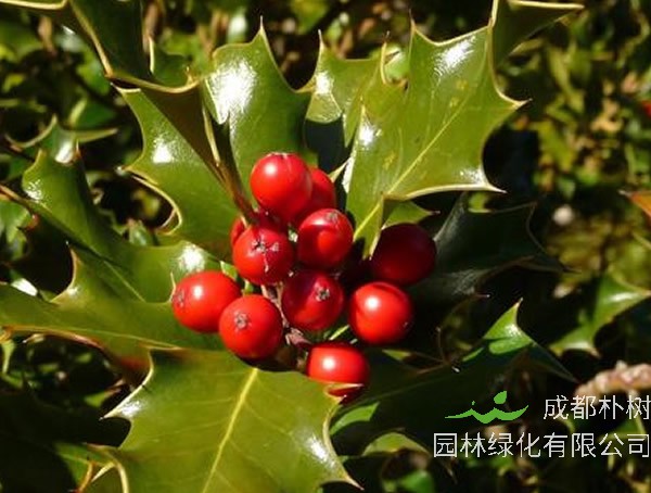 冬青价格-图片-形态特性-生长习性-地理分布-主要价值以及植物文化