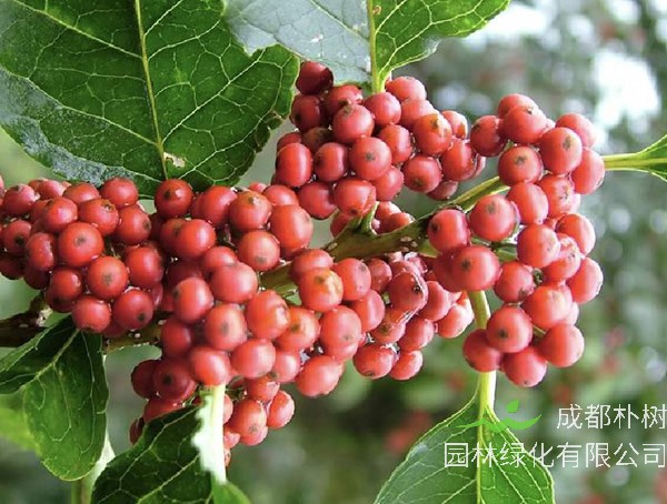 冬青代表什么精神？