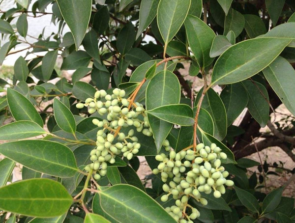 冬青有什么药用价值？