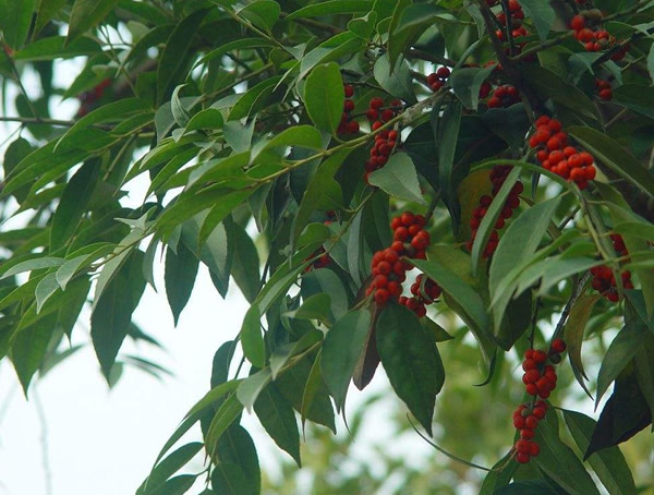 冬青的用途是什么？