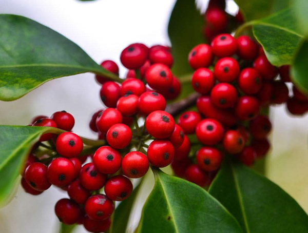 冬青放在室内有害吗？