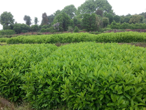 冬青树是什么样的？