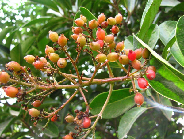 万年青与冬青有何区别？