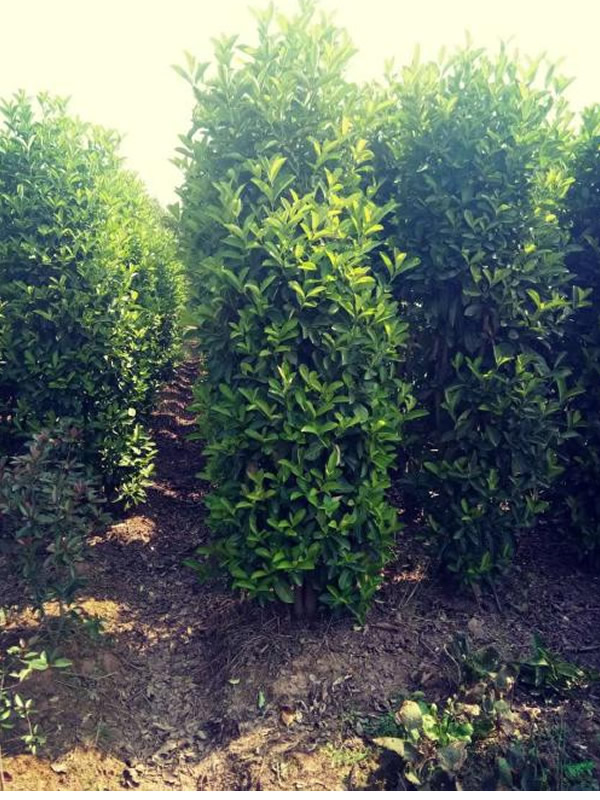 冬青的花语和历史传说是什么？