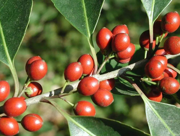 冬青结的果实能吃吗？