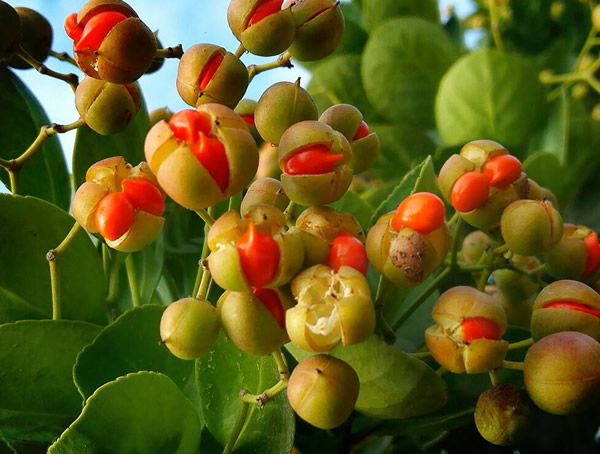 冬青树的种子有什么作用？