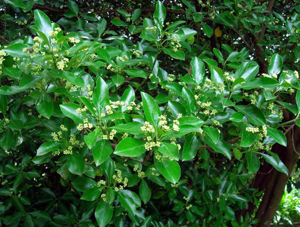 冬青树为什么四季常青？