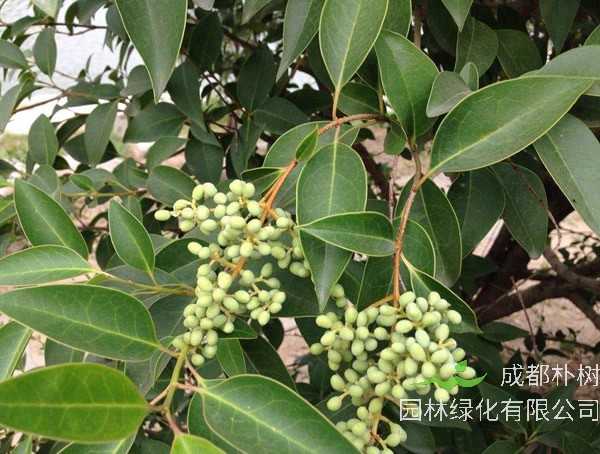 冬青有什么药用价值？