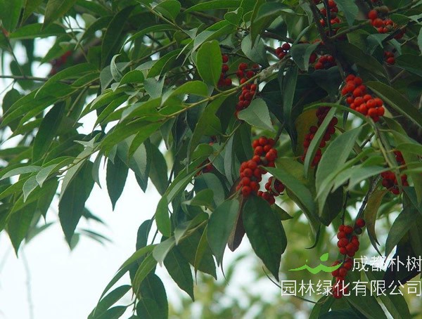 冬青的用途是什么？