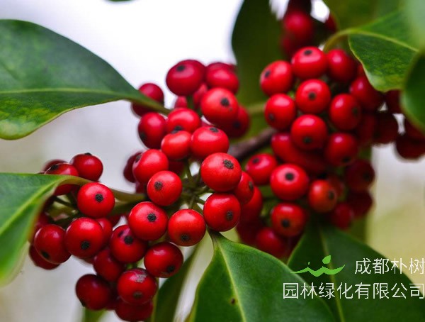 冬青放在室内有害吗？