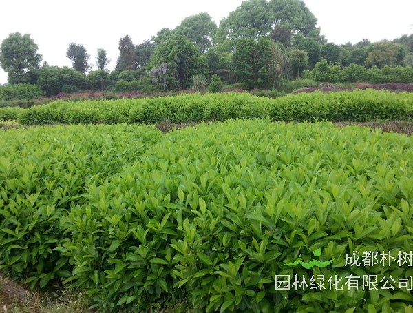 冬青树是什么样的？