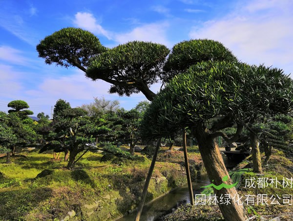 成都罗汉松价格行情及其基地采购指南 适用于工程树 造型景观 盆景选型