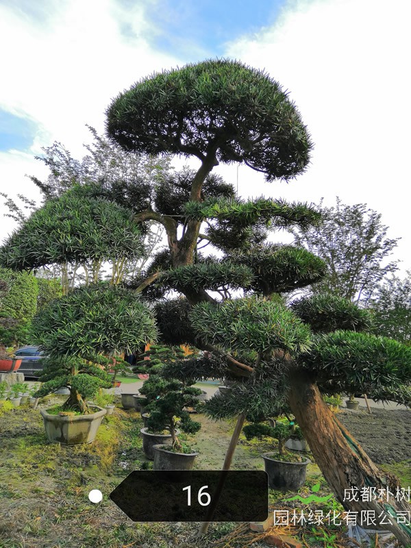 成都罗汉松价格行情及其基地采购指南 适用于工程树 造型景观 盆景选型