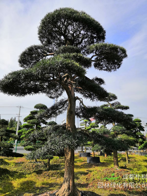 成都罗汉松价格行情及其基地采购指南 适用于工程树 造型景观 盆景选型