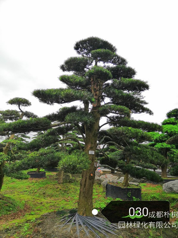 成都罗汉松价格行情及其基地采购指南 适用于工程树 造型景观 盆景选型