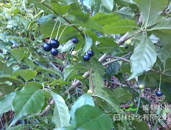 梅叶冬青价格-图片-形态特征-生长环境-分布范围以及主要价值