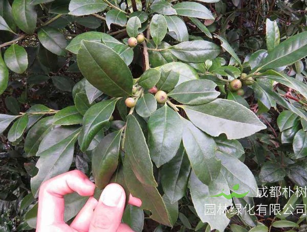 榕叶冬青价格-图片-形态特征-生长环境-分布范围以及主要价值