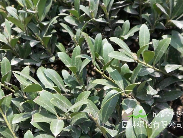 榕叶冬青价格-图片-形态特征-生长环境-分布范围以及主要价值