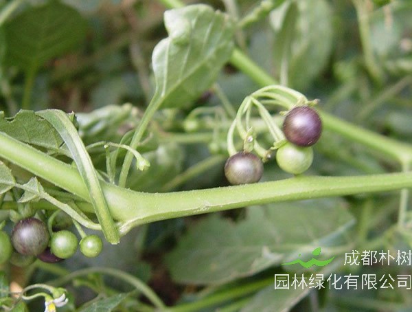 榕叶冬青价格-图片-形态特征-生长环境-分布范围以及主要价值