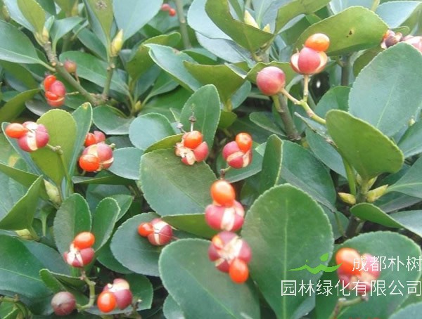榕叶冬青价格-图片-形态特征-生长环境-分布范围以及主要价值