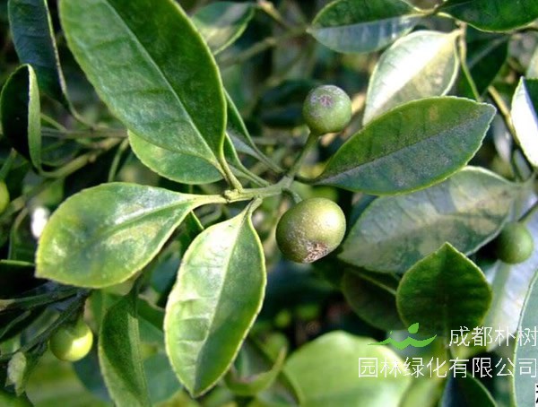 榕叶冬青的繁殖方法以及栽培技术介绍