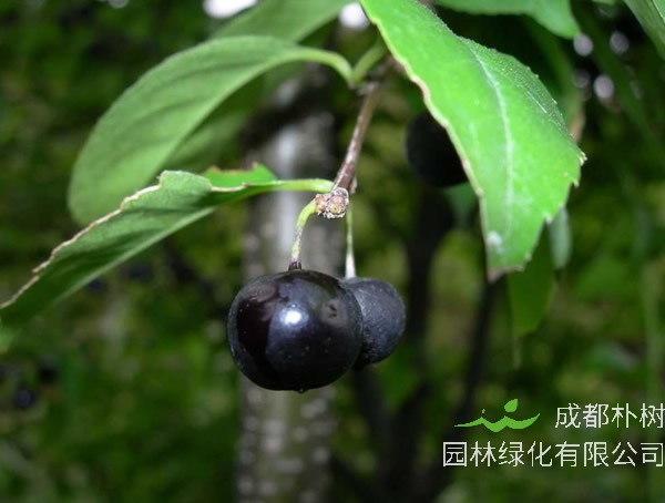 榕叶冬青的繁殖方法以及栽培技术介绍