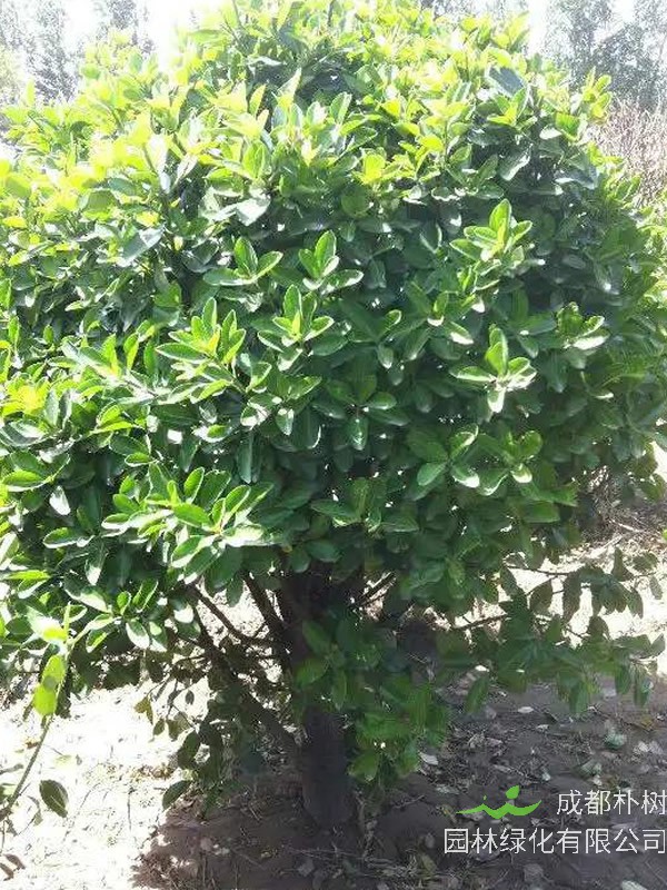 榕叶冬青的形态特征有哪些？