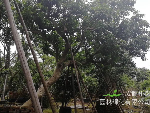 广东冬青价格-图片-形态特征-生长环境-分布范围以及主要价值