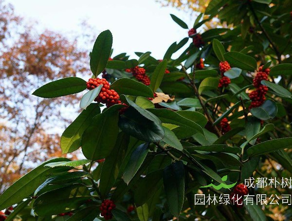 大叶冬青价格-图片-形态特征-生长环境-分布情况以及主要价值