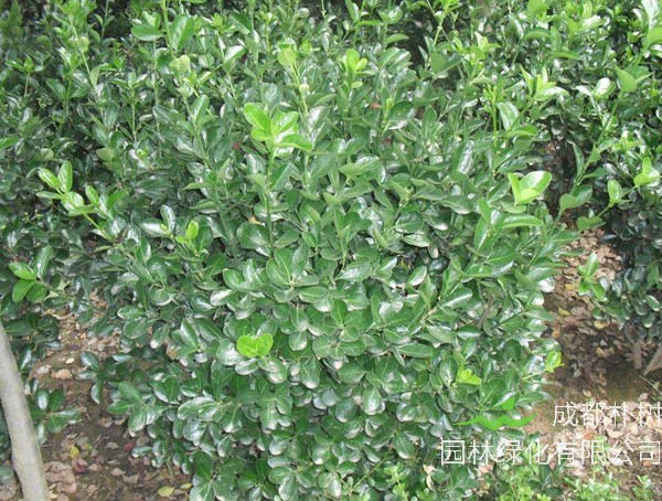 大叶冬青价格-图片-形态特征-生长环境-分布情况以及主要价值