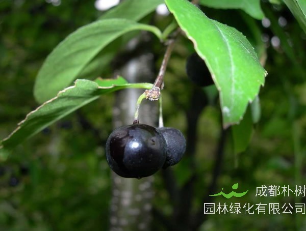 梅叶冬青价格-图片-形态特征-生长环境-分布范围以及主要价值