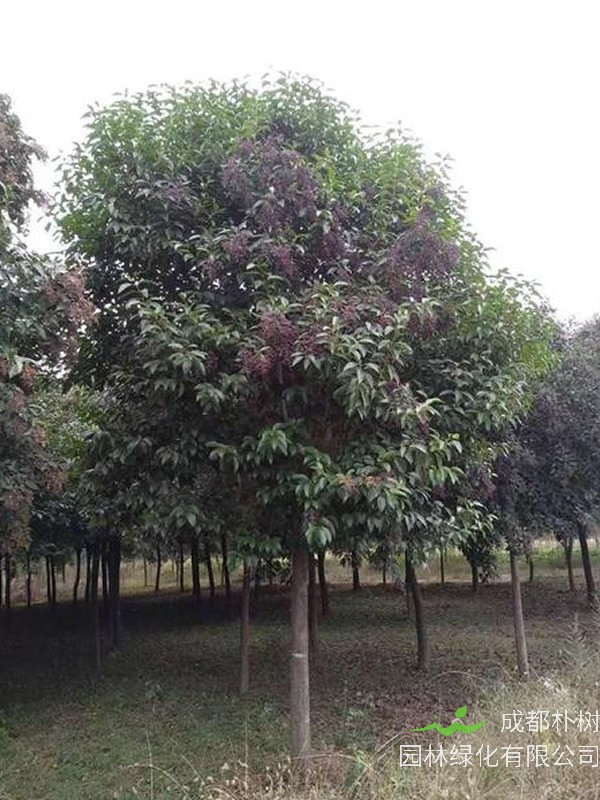 大叶冬青价格-图片-形态特征-生长环境-分布情况以及主要价值