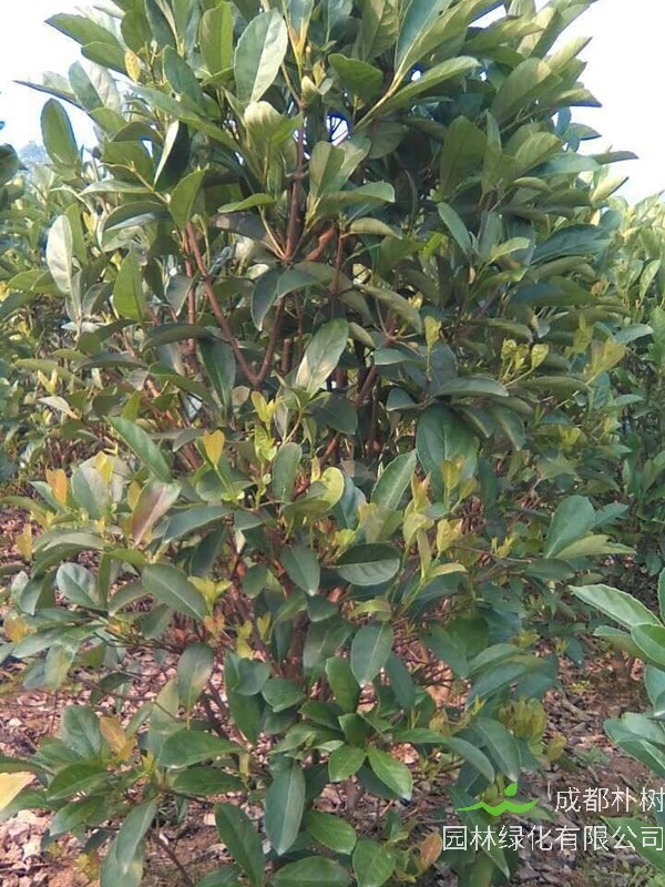 大叶冬青育苗方法、种植栽培以及病害防治介绍