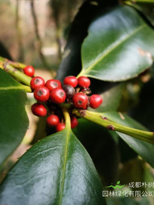 大叶冬青果熟期是什么时候？
