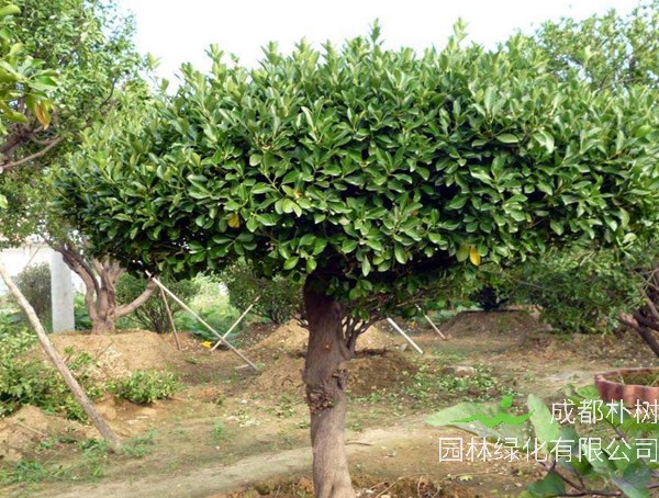 大叶冬青育苗方法、种植栽培以及病害防治介绍