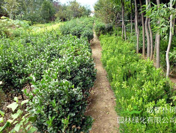 大叶冬青的栽培技术有哪些？