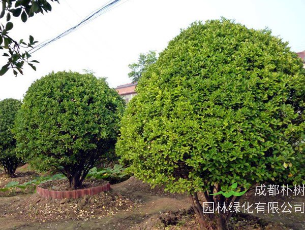 大叶冬青有哪些繁殖方法？