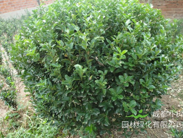 大叶冬青的分布情况是怎样的？