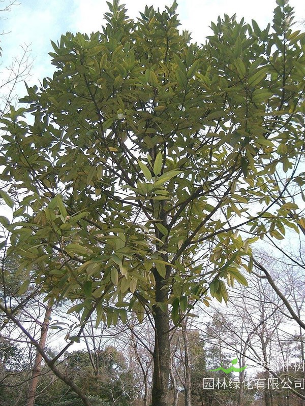 大叶冬青的形态特征是什么样的？