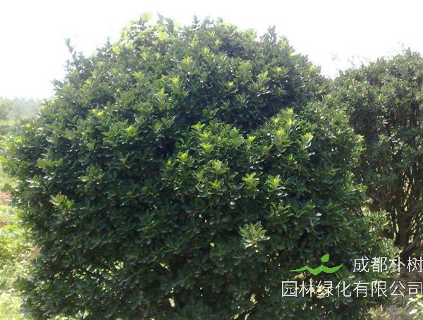 大叶冬青移栽当年树干能长多少？