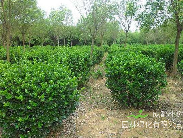 大叶冬青常见病虫害有哪些？如何防治？