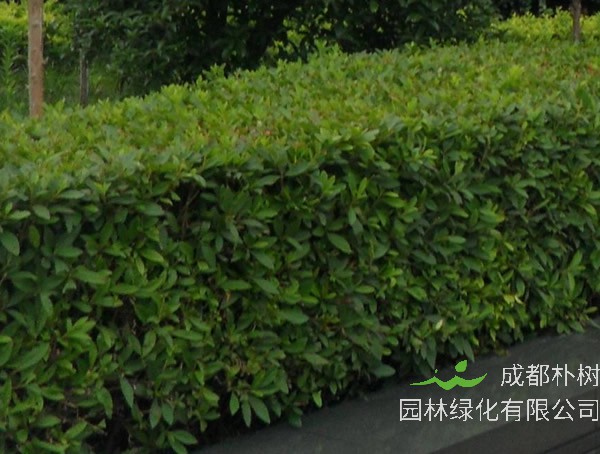 矮冬青价格-图片-形态特征-生长环境以及分布范围