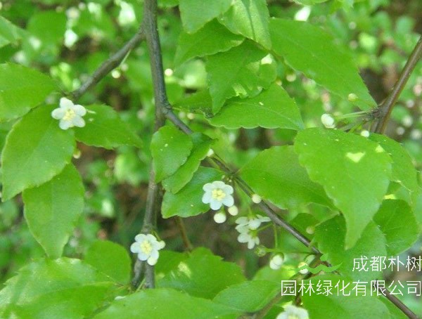 梅叶冬青价格-图片-形态特征-生长环境-分布范围以及主要价值