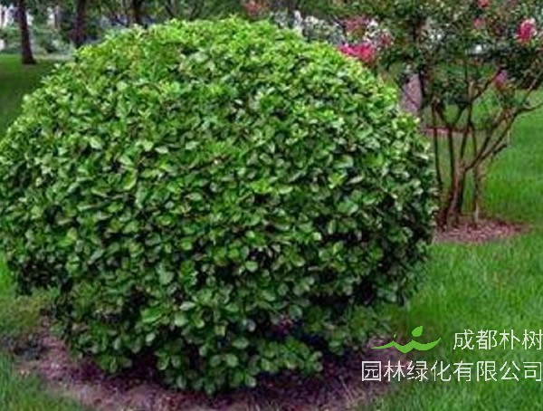 矮冬青价格-图片-形态特征-生长环境以及分布范围