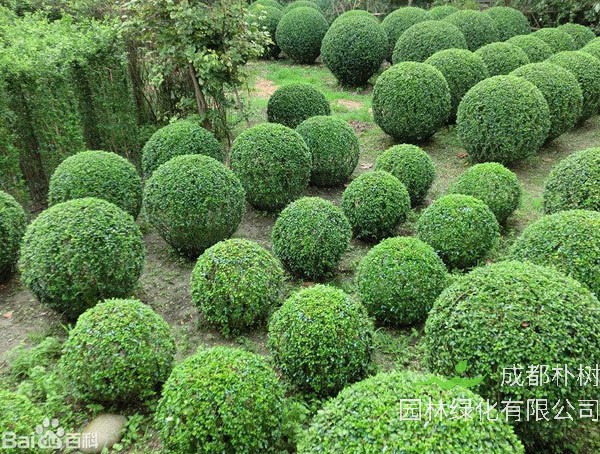 矮冬青价格-图片-形态特征-生长环境以及分布范围