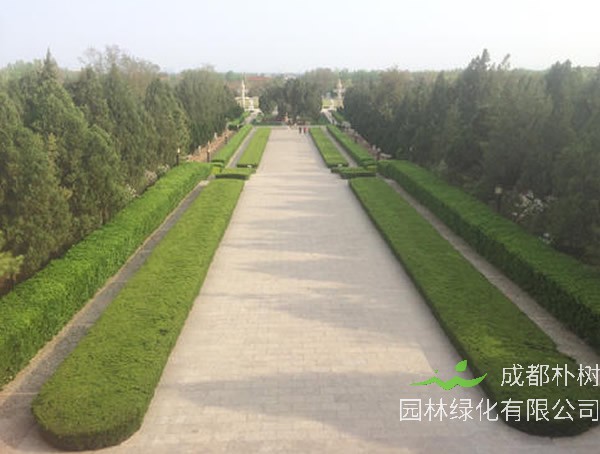 和矮冬青树相似的植物是什么?