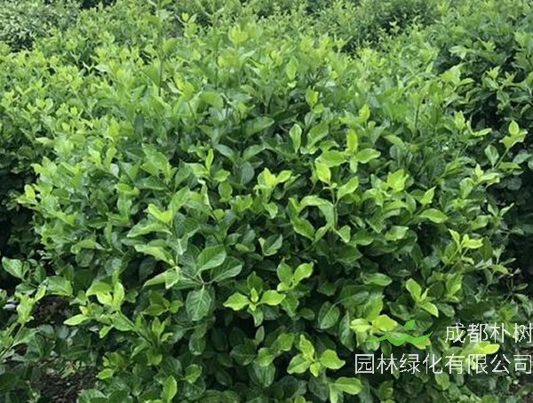 矮冬青为什么刚刚长出来的叶子是红的？