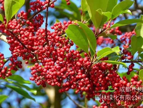 铁冬青价格-图片-别名-形态特征-生长习性-分布情况以及经济价值