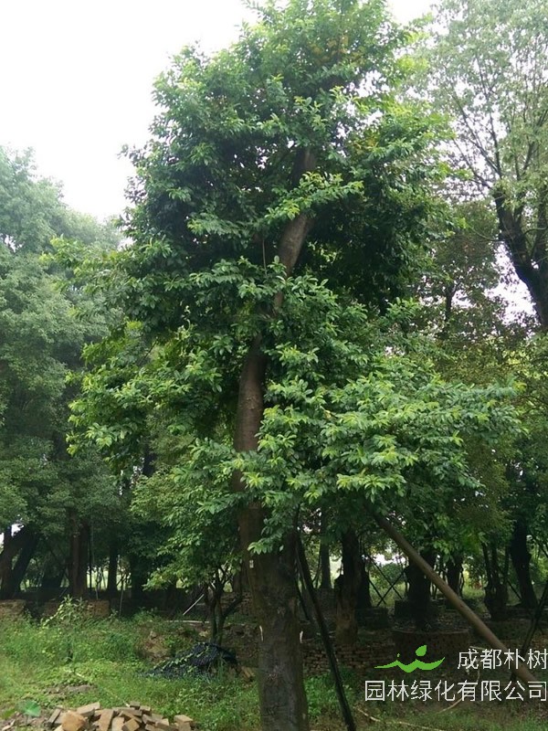 铁冬青价格-图片-别名-形态特征-生长习性-分布情况以及经济价值